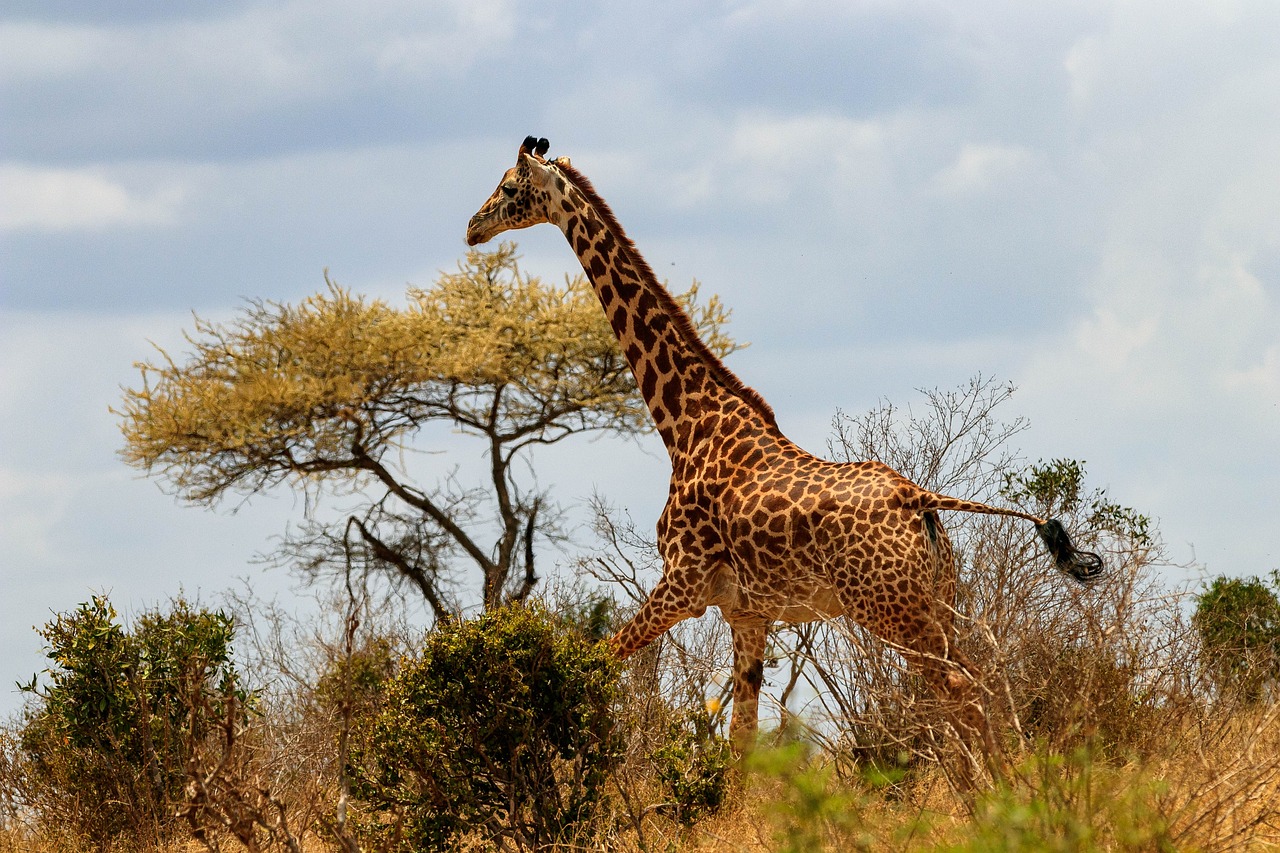 giraffe, africa, kenya-4041985.jpg